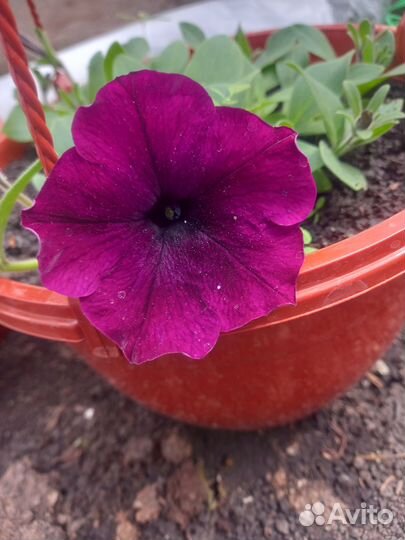 Петуния ампельная