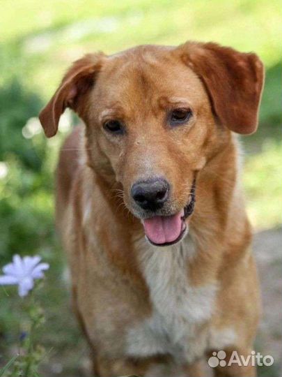 Рыжик Чак ищет дом в добрые руки