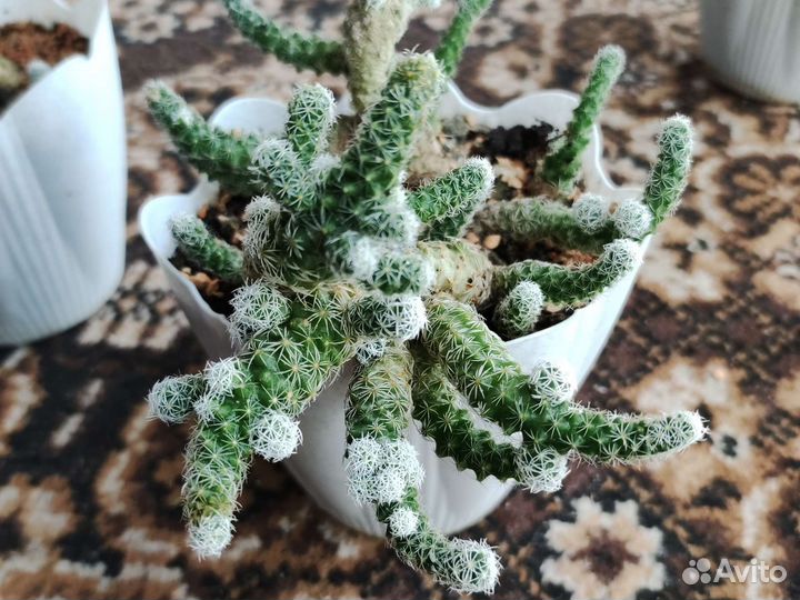 Кактус семейство мамеляриевых