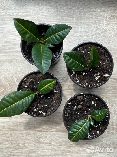 Кодиеум кротон