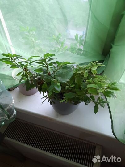 Азалия комнатная