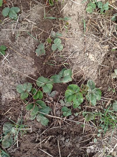 Рассада, Клубники и перец, Вишня