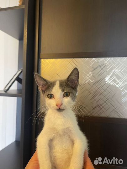 Котенок девочка 2 месяца