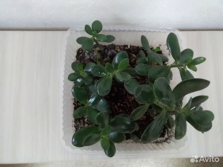 Толстянка Красула