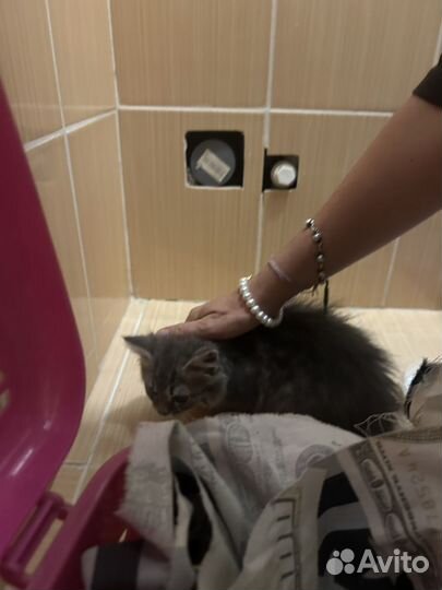 Котенок дымчатый