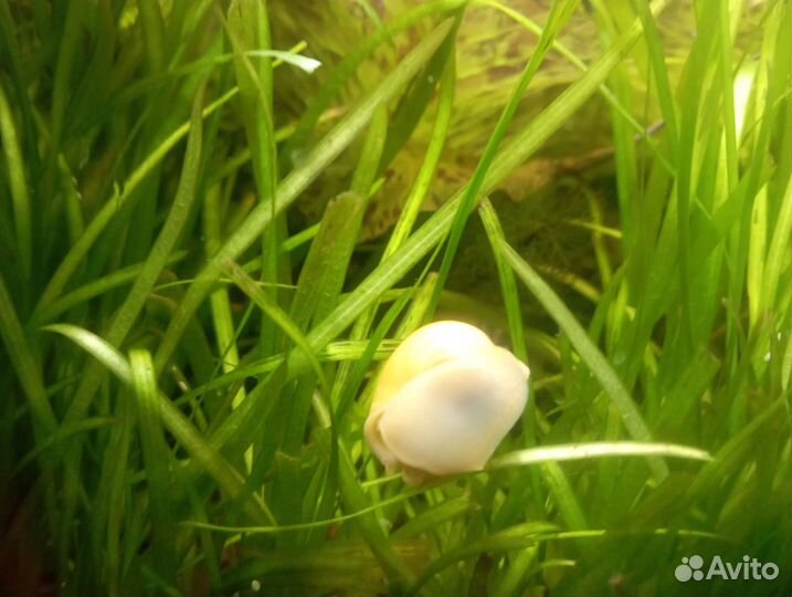 Аквариумные растения