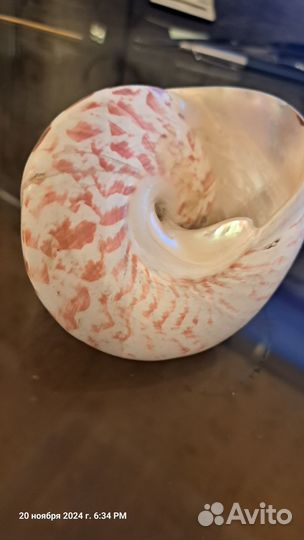 Продаю ракушки