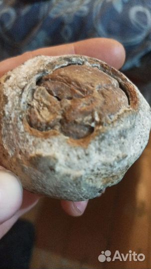 Окаменелости динозавров