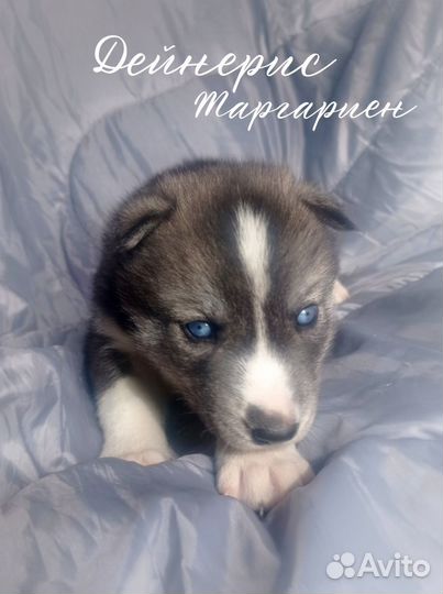 Щенки сибирской хаски