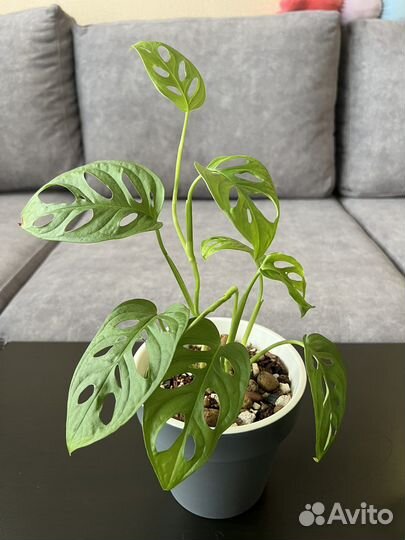 Монстера манки маск