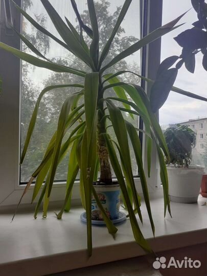 Пальма юкка