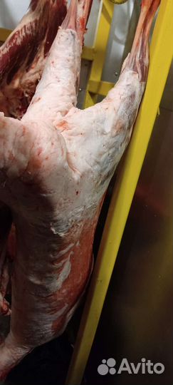 Продам мясо баранины, лошадей