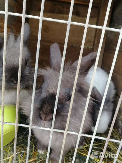 Декоративные кролики