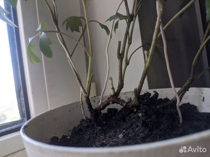 Шеффлера вариегатная, циссус