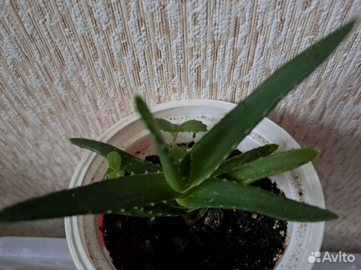 Каланхое, алое, золотой ус от