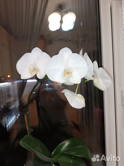 Орхидея фаленопсис
