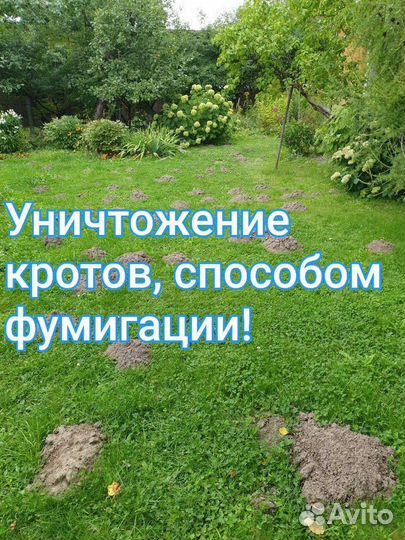 Травить тараканов, уничтожение клопов, дезинсекция