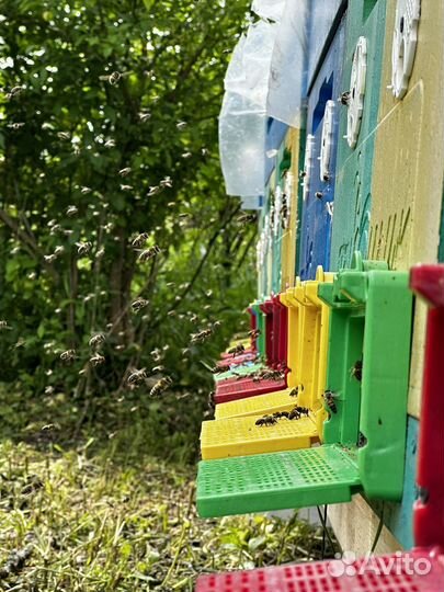 Пчела бакфаст. Матки. Пчелопакеты