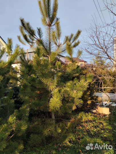 Сосна обыкновенная