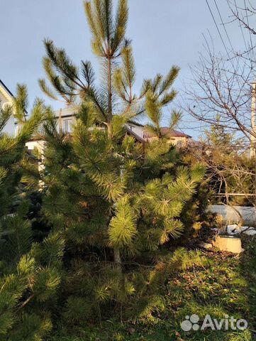 Сосна обыкновенная