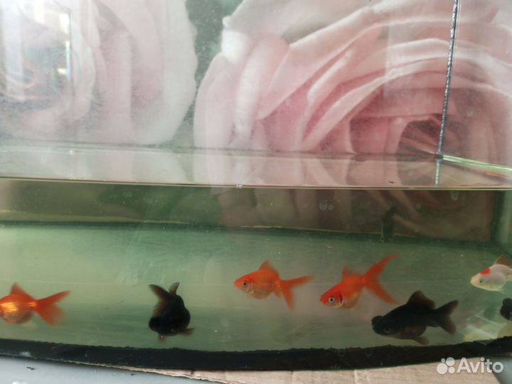 Аквариум 100 л.+Золотые+ Телескопы+ Анцитрусы