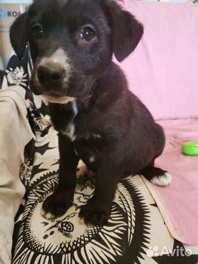 Длинноногий мальчишка