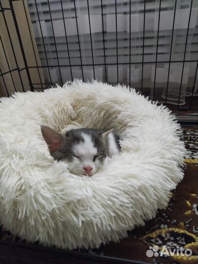 Котенок в добрые руки