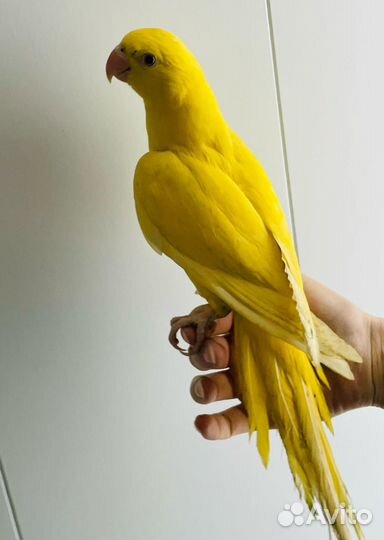 Александрийские и ожереловые попугаи птенцы