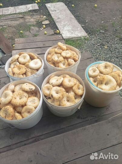 Грибы грузди свежие