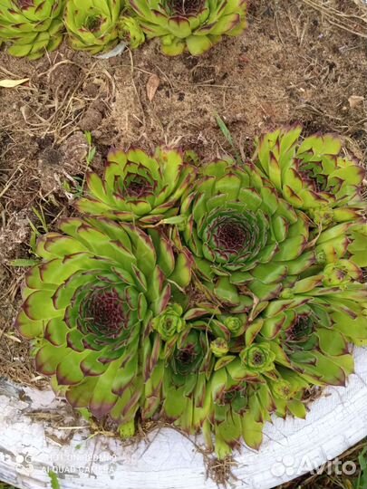 Молодило каменная роза