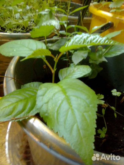 Виноград балконный