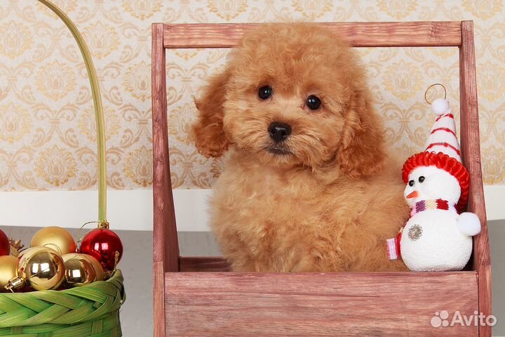 Щенки пуделя