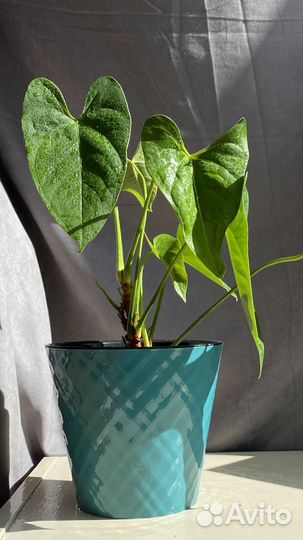 Антуриум,мужское счастье,цветок,комнатное растение