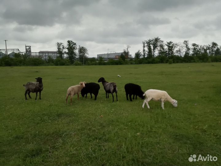 Овцы бараны