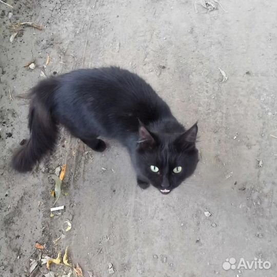 Черный кот