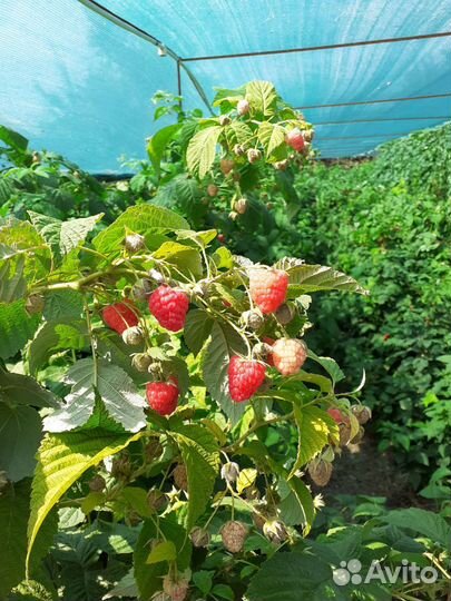 Саженцы малины и ежевики