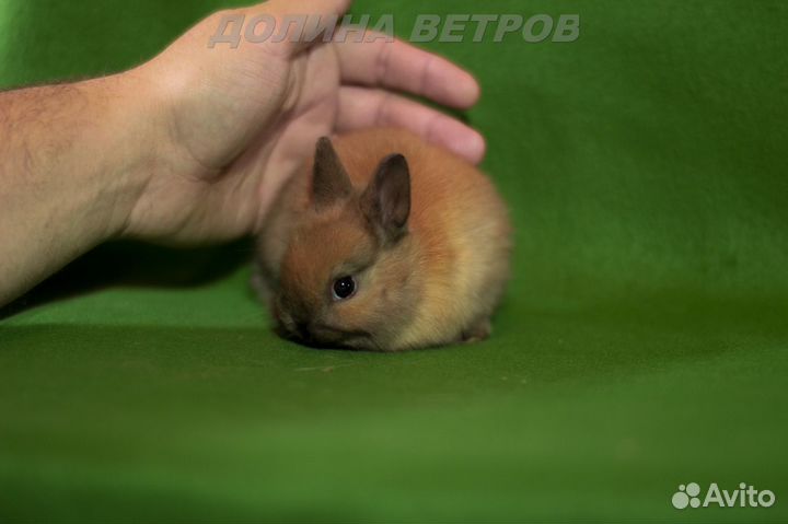 Кролик девочка 200 граммов карликовый минор