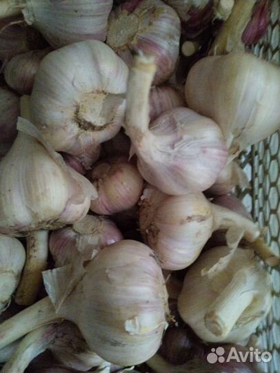 Чеснок