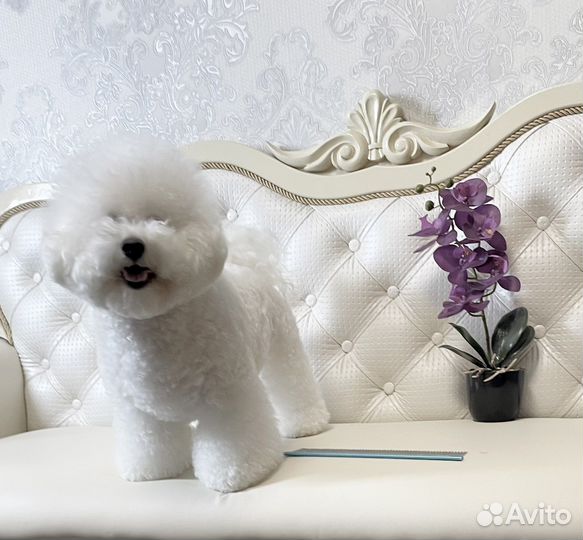 Бишон фризе девочка