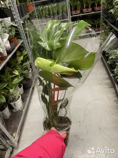 Монстера Делициоза (Деликоза) 60 см