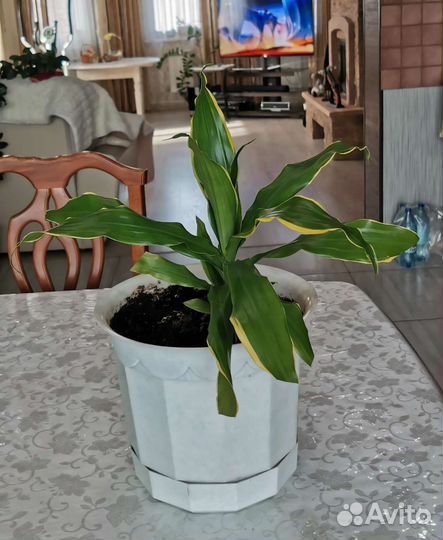 Пальма драцена