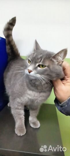 Кошка
