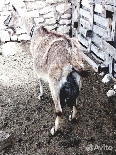Продаются дойные козы