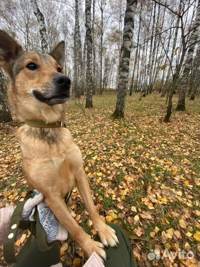 Классная собака ждёт свою семью в приюте