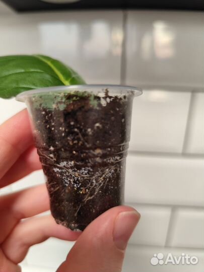 Глоксиния Тидея