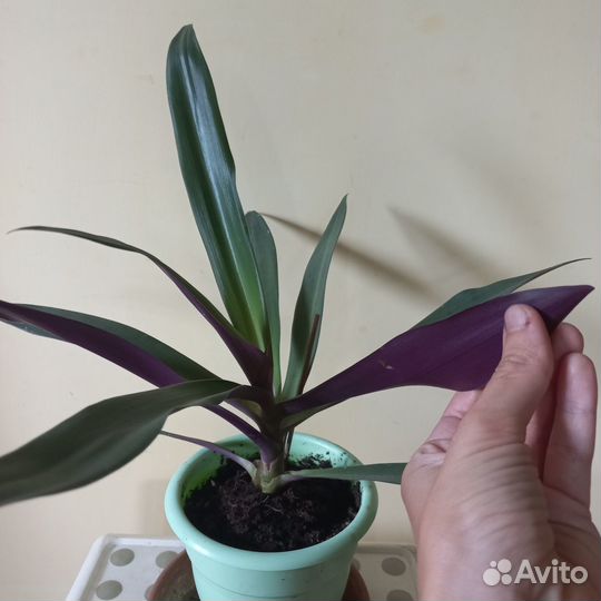 Традесканция рео