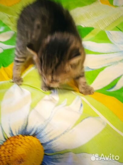 Отдадим котёнка в хорошие руки