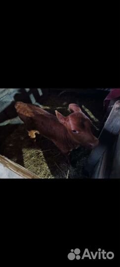 Тёлочка айширка