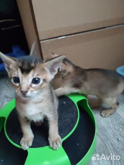 Абиссинские котята метисы