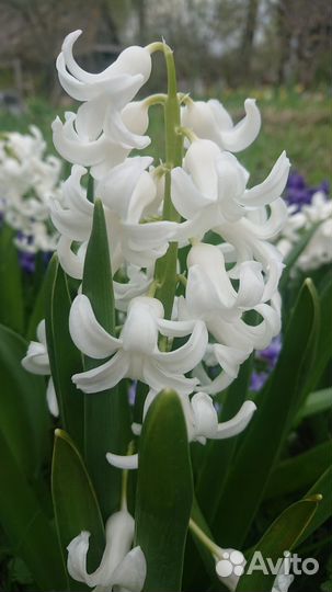 Гиацинты, хризантема, нарциссы